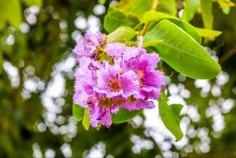 Hoa sầu riêng màu trắng kem và vàng nhạt nở rộ trên cây, vẻ đẹp tinh khôi của loài cây nhiệt đới